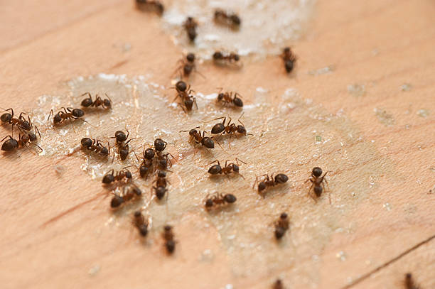 Best Affordable Exterminators  in Fairfax, IA